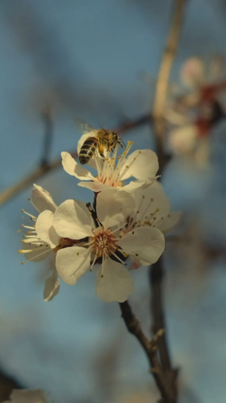 Honey Growth Conditioner